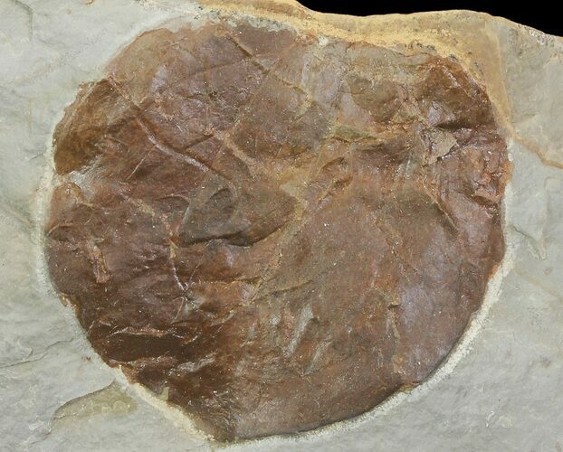 Detailed Fossil Leaf (Zizyphoides) - Montana #68295
